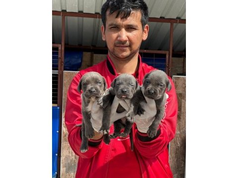 Cane corso yavrular
