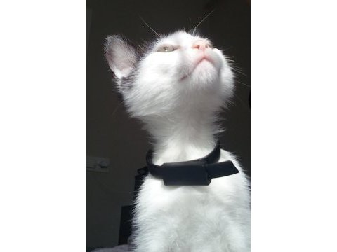 Mars 4 aylık erkek bir kedi acil yuva arıyoruz