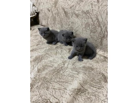 Yavru british shorthair sahiplendirilecektir