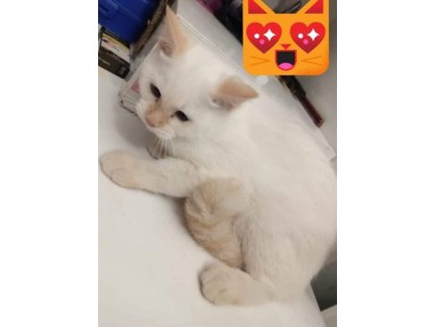 Kartopu british shorthair minnoş
