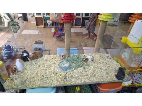 Ruhsatlı işletmeden ginepig yavrular
