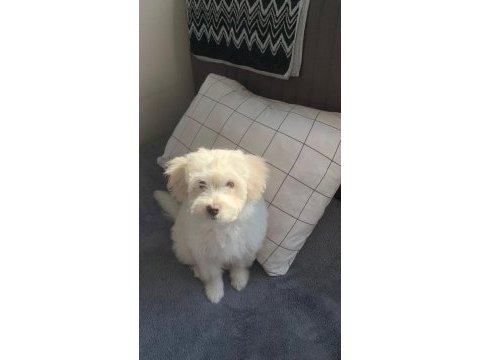 Maltese (terrier) 3 aylık