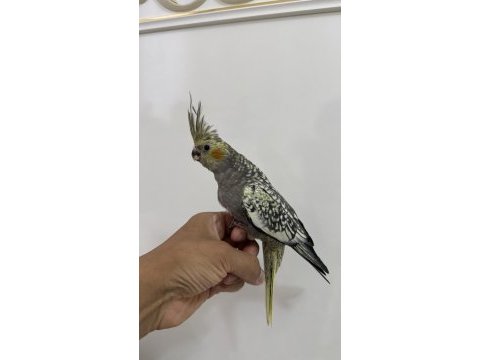 Sultan papağanı sahiplendirilecek