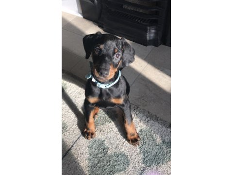 58 günlük doberman kuyruğu estetikli