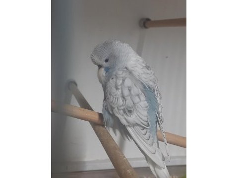 Üst kalite kan hattı muhabbet kuşu yavrular show jumbo