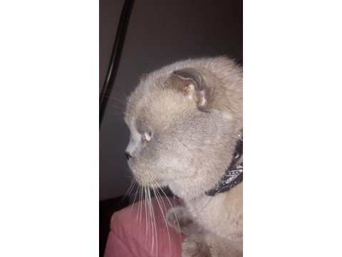 Blue point erkek british shorthair (ayı surat)