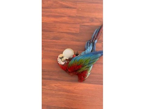 Resim kuşu kırmızı mavi macaw mevcut