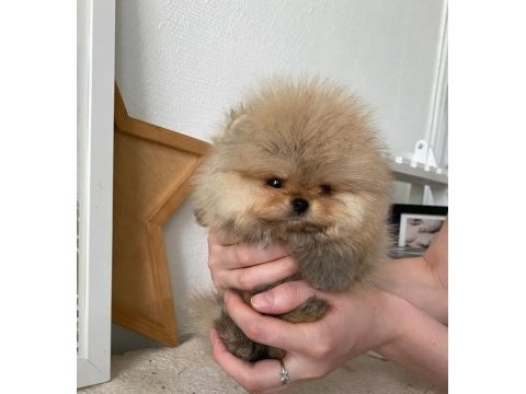 Mükemmel ayı surat pomeranian boo