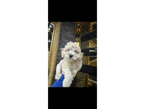 Maltipoo yavrularımız
