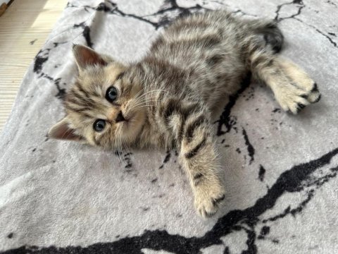British shorthair bebekler, %100 ırk garantisi