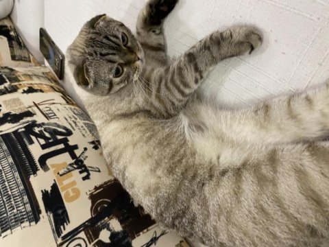 Scottish fold kedimize güzel bir yuva arıyoruz