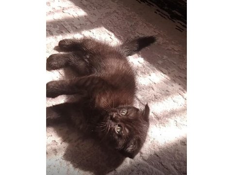 Çikolata scottish fold bebeğim