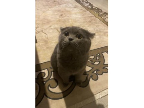 British shorthair erkek