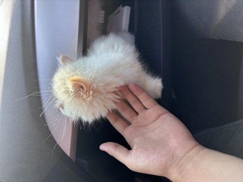 Beyaz british longhair 2 aylık yavru kum eğitimli dişi