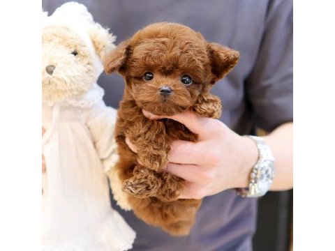 Mukummel kalıtedekı toy poodle yavrularımız