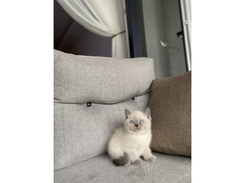 Brıtısh shorthair blue point yavrularım 