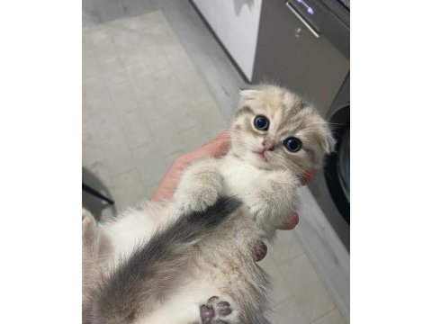 A kalite scottish fold bebişler