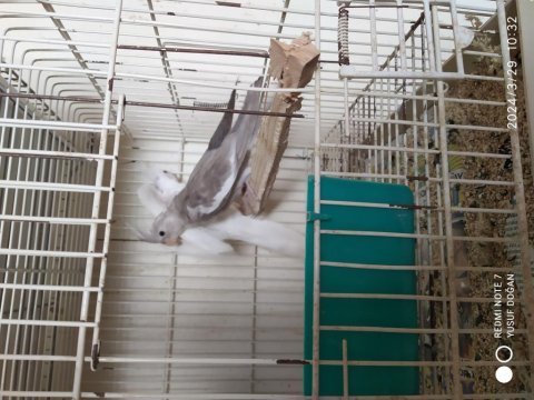 Evcil sultan papağanı yavrular uçmaya hazır