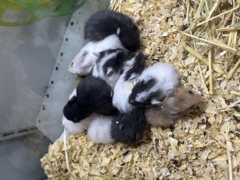 Bebek yavru ve yetişkin suriye -gonzeles hamsterlar