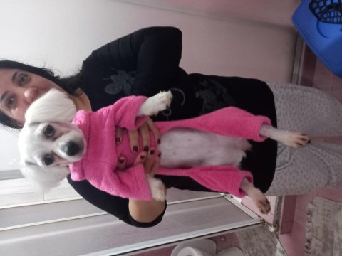 Maltese terrier 6 aylık dişi