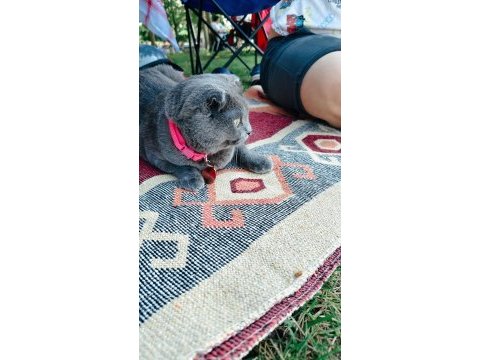 Çok acil scottish fold kedimiz