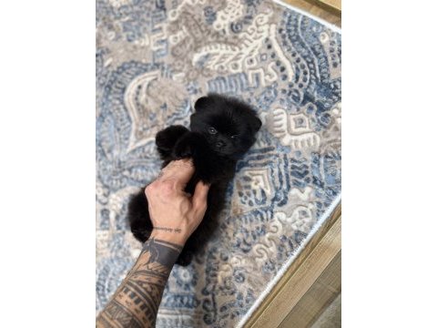En lüx pomeranian yavrumuz karaböcük