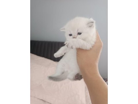 Scottish fold ve scottish straight
