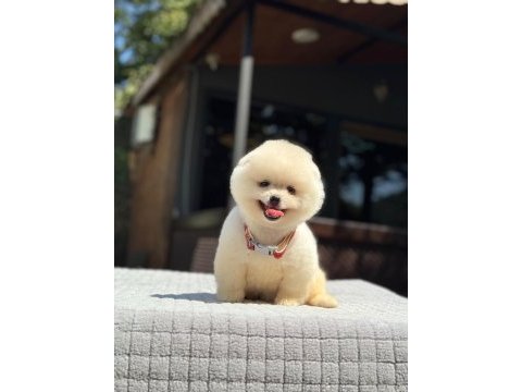 Ayıcık surat pomeranian boo köpekler