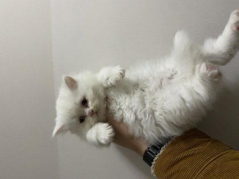 Beyaz british longhair bebekler