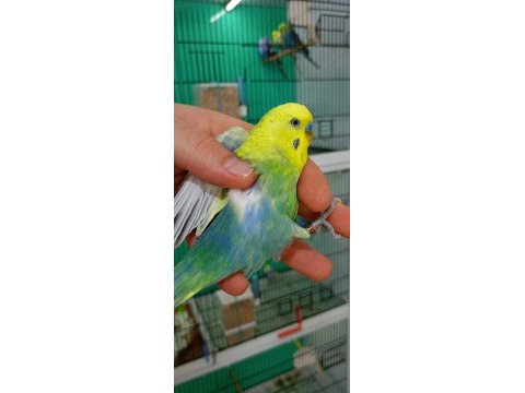 Damızlık erkek rainbow muhabbet kuşu