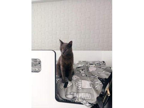 Russian blue cins kedim