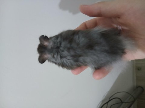 Hepsi ücretsiz farklı renk hamsterlar uzun tüylü de var