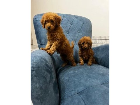 Poodle bebeklerimiz yeni ailesini arıyor
