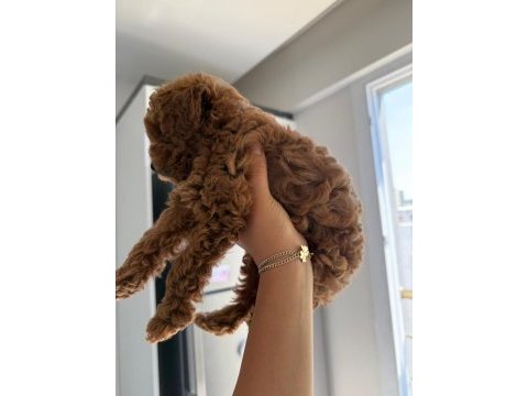 Red brown poodle yavrumuz