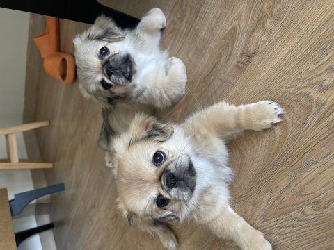 Pekinez köpek