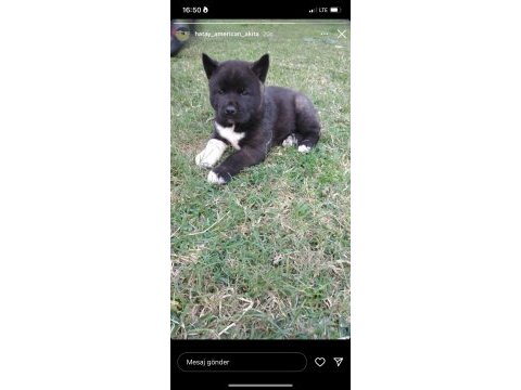 Amerikan akita özel kış yavruları
