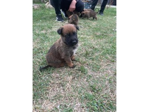 Yavru belçika malinois