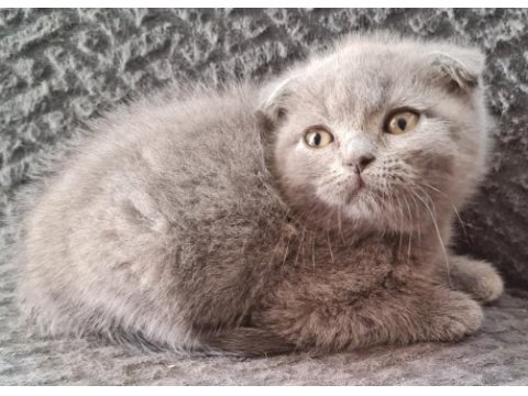 Sahibinden scottish fold yavrular
