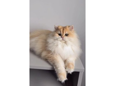 British longhair 1,5 yaşında ny12 dişi