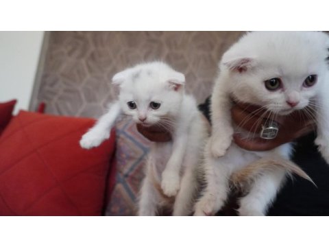 Safkan beyaz scottish fold bebişlerimiz