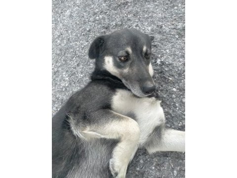 Yavru sıcak kanlı köpeğimize yuva arıyoruz