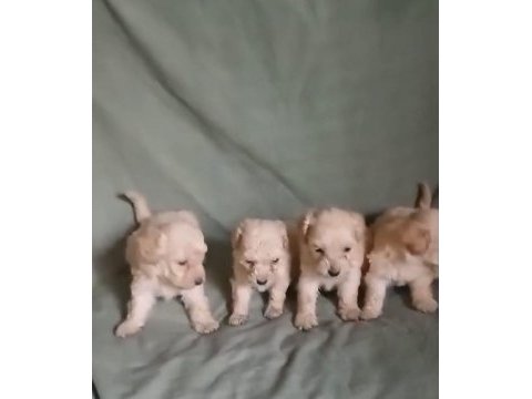 Sağlıklı maltipoo yavrularımız