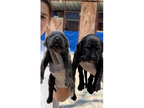 Cane corsa alan koruma köpeği yavruları 