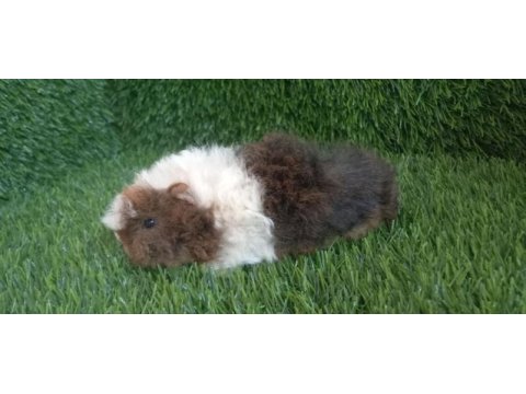 Guinea pig yavrular aynı gün set halinde teslim edilir