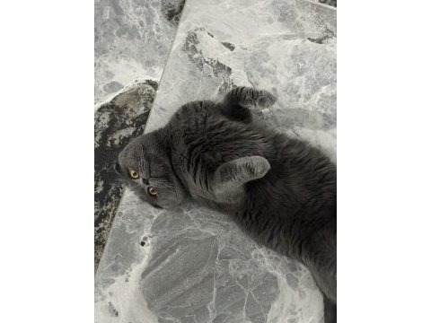 2 yaşında scottish fold