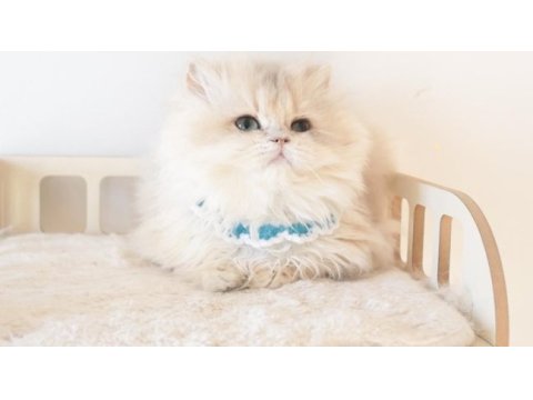 Blue golden longhair safkan erkek yavru