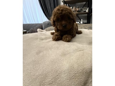 Teslime hazır teacup poodle yavrular