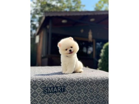 Royal pomeranian boo
