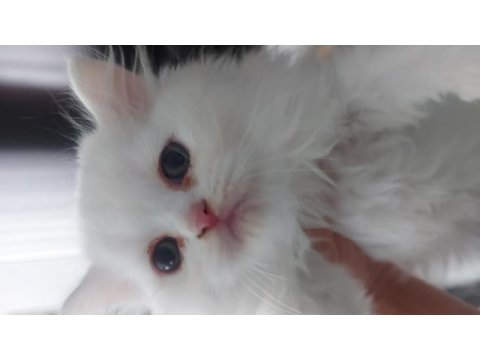 Beyaz british shorthair kardeşler yeni yuvalarını arıyor