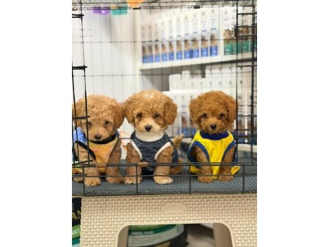 Toy poodle yavrular aşılı sağlıklı